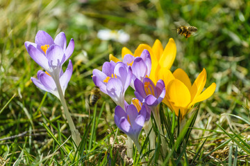 Honeybees (Apis mellifera) bees flying over the crocuses in the spring 