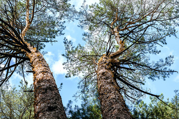 Pine trees in a forest