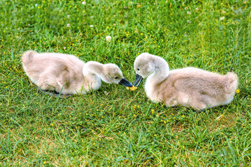 Two small swans sit on the grass