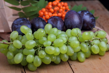 Grapes, rowan and purple plums on the window