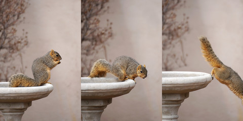 Triptychon: Eichhörnchen auf der Flucht