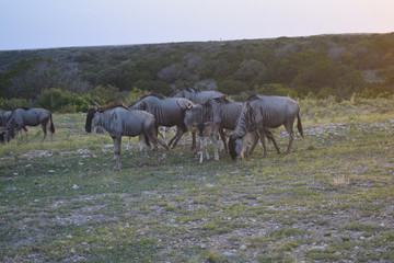 Wildebeest herd