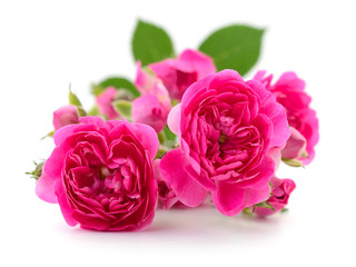 Beautiful red roses.