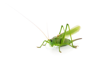Green locust isolated.