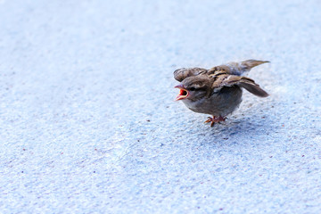Aggressive sparrow