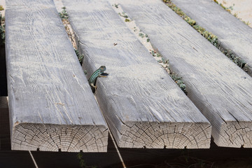 Green wall lizard looking up in between wooden pathway planks in Formentera, Spain
