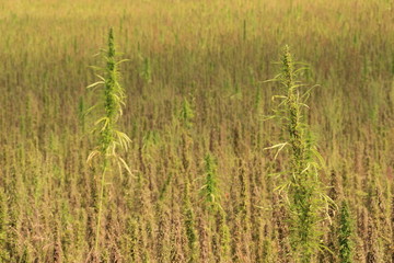 Hanf - Industriehanf