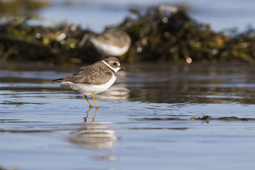 Semipalmated plover (Charadrius semipalmatus)