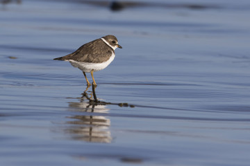 Semipalmated plover (Charadrius semipalmatus)