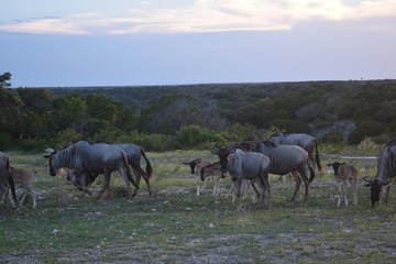 Wildebeest herd