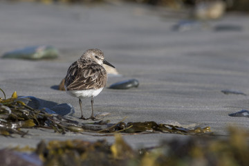 Sanderling (Calidris alba) 