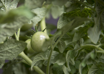 Growing the tomatoes. Tomatoes among foliage