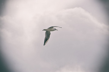 Obraz premium Film photos of seagull in the sky