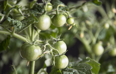 A few immature tomatoes on the branches