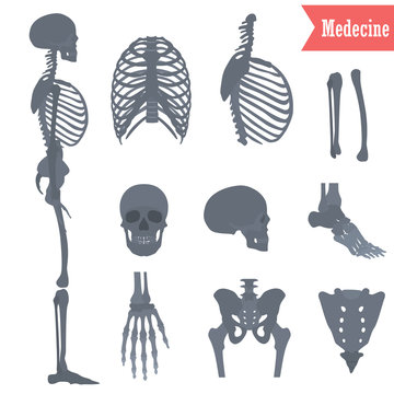 Set of different parts human skeleton icons for web and mobile design