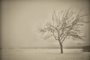 tree on a winter landscape