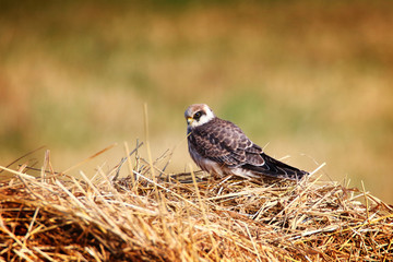 falcon sitting on hay