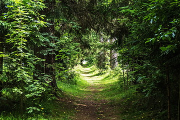 Fototapeta premium Alley of old trees in the noble estate.