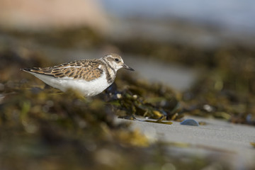 ruddy turnstone  