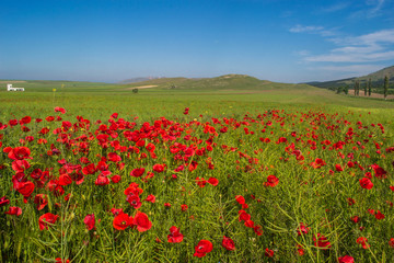 Beautiful landscape with field of red poppy flowers and blue sky in Dobrogea, Romania