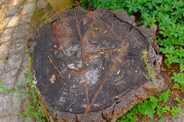trunk of felled tree