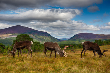 Reindeer Cairngorms National Park
