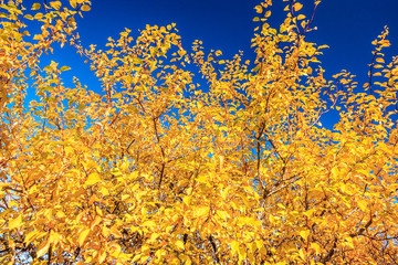 Fototapeta na wymiar Bright yellow autumn leaves on blue sky background on sunny day