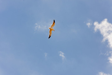 Gaviota en el cielo