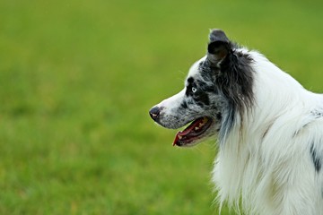Head of australian shepherd dog from the side with green background