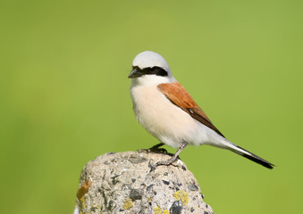 Extra close up portrait male red backed shrike on amazing green blurred background.