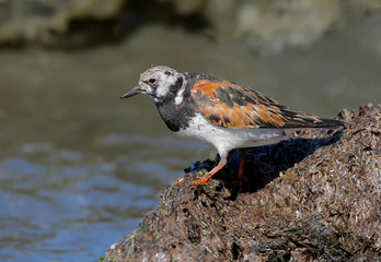 The ruddy turnstone (Arenaria interpres) in winter plumage