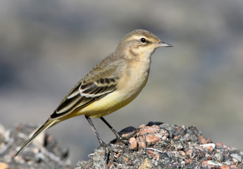 Close up portrait of young yellow wagtail on the stone. Isolated on blurred background.