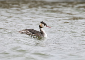 Close up portrait of great grebe in winter plumage.