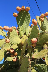 Kaktus Feigen