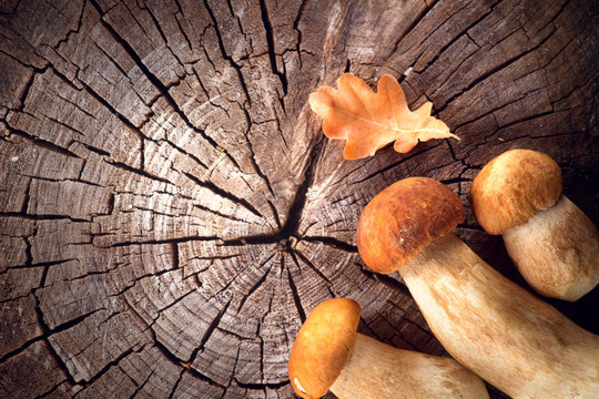 Ceps mushroom. Boletus border design on wooden rustic table