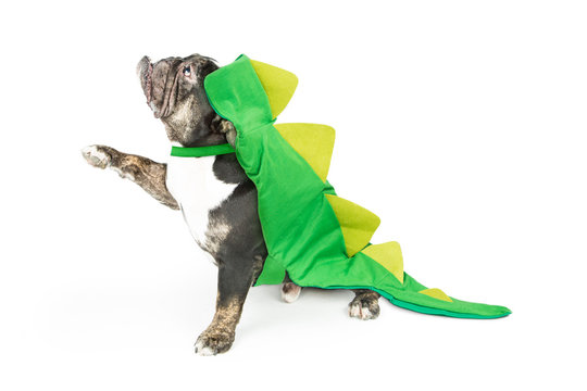 Dog Wearing Dinosaur Halloween Costume, Facing Side While Holding Paw Up For You To Place Your Product Under. Isolated On White.