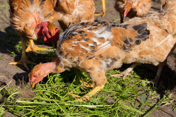 Red chickens with bare necks in the henhouse peck green grass