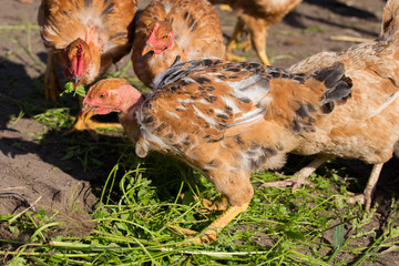 Red chickens with bare necks in the henhouse peck green grass