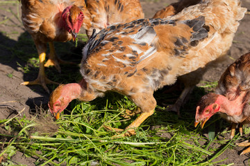 Red chickens with bare necks in the henhouse peck green grass