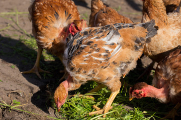 Red chickens with bare necks in the henhouse peck green grass