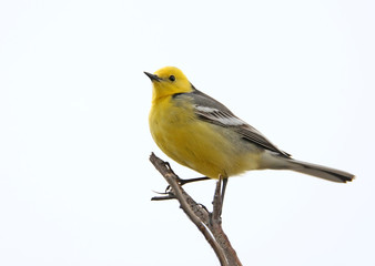 The citrine wagtail (Motacilla citreola) close up on white background.