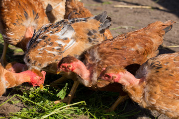 Red chickens with bare necks in the henhouse peck green grass