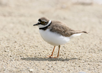 Close up portrait of ringed plover on the sand.