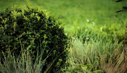 kleiner Busch im Garten