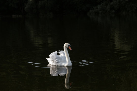 white Swan on the dark water