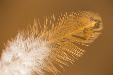 Feather birds with fluffy hairs.