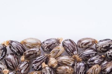 seeds of castor oil - Ricinus communis