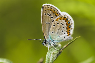 The butterfly sits on a green stalk.