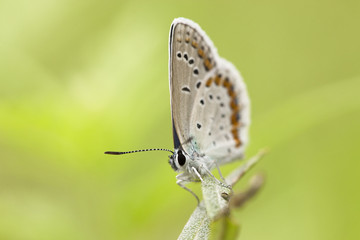 The butterfly sits on a green stalk.