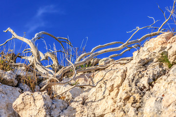 Dried juniper branches growing on mountain rock on blue sky background at sunset